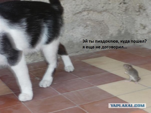 Счастливая история или сытый кот