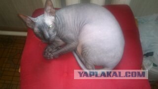 Котовторник! 13.03.2012