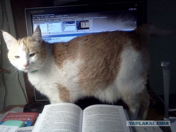 Котовторник 22.05.2012