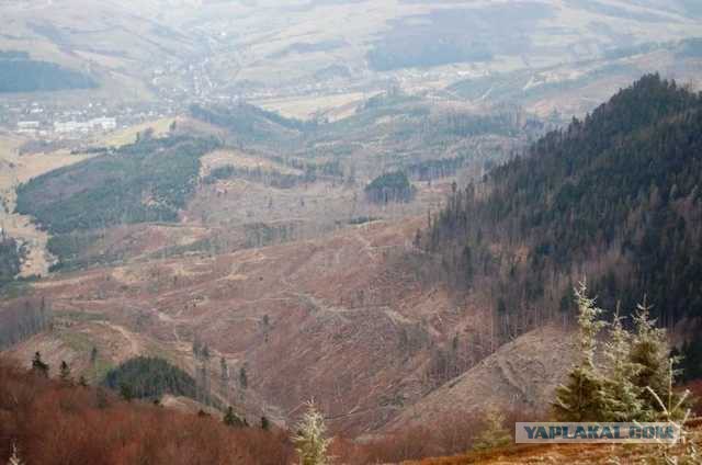 Крымская власть признала уникальную сосну сорняком и добилась исключения из красной книги.