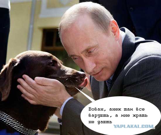 Путин и лабрадор