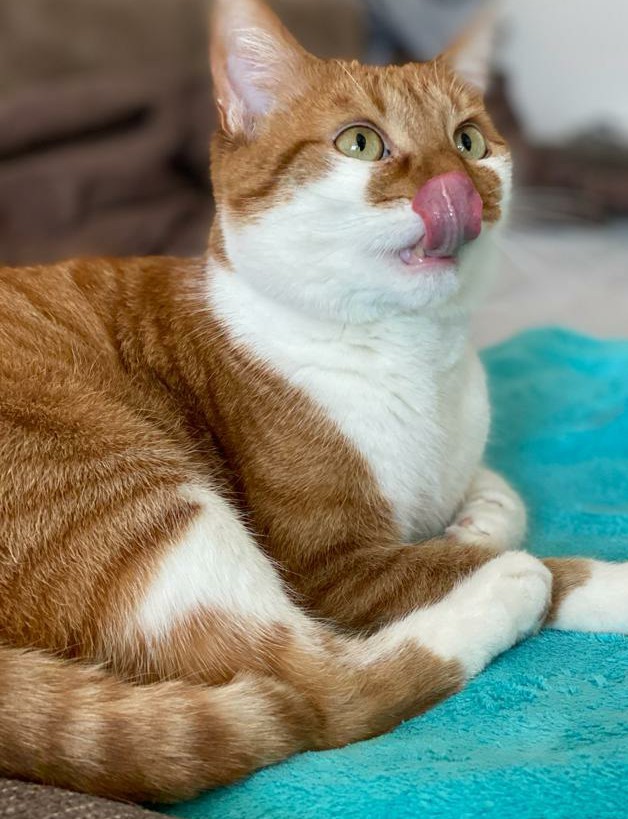 А вы знали, что у котов есть свой чат на Cat's.pornhub?