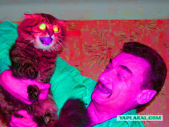 Злой кот
