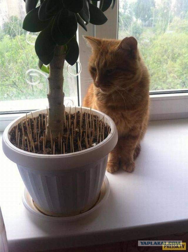Котовторник 20.10.20
