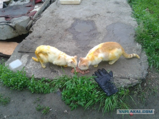 Вчера на Большой Филёвской улице всей Москвой спасали котиков