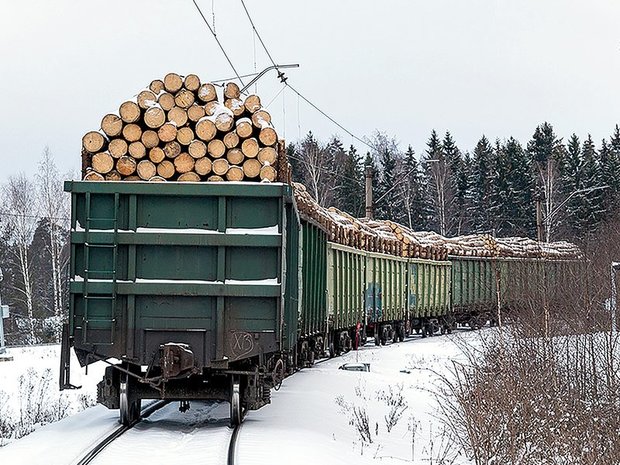 В России возник дефицит древесины для строительства
