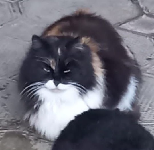 Котовторник. Февраль