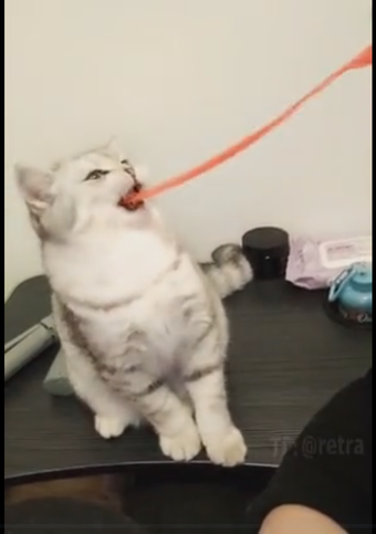 Для игр с котиком