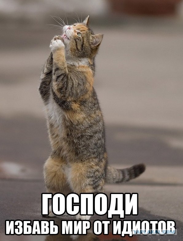 Мэр Бодайбо обвинил депутатов Госдумы в «собачьем лобби» и снова потребовал уничтожать бродячих животных