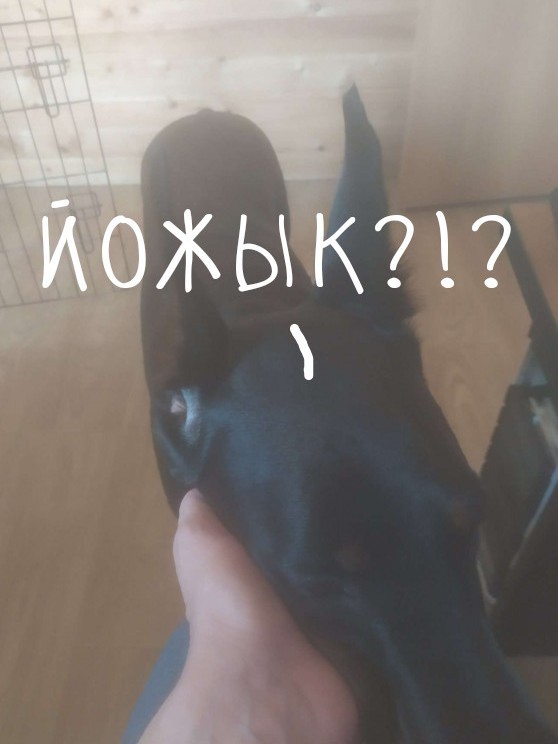 Зато у меня цобакен есть