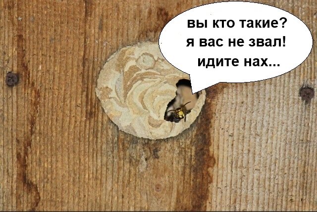 Шершень в скворечнике