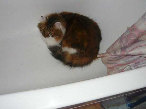 Котовторник 09.04.2013
