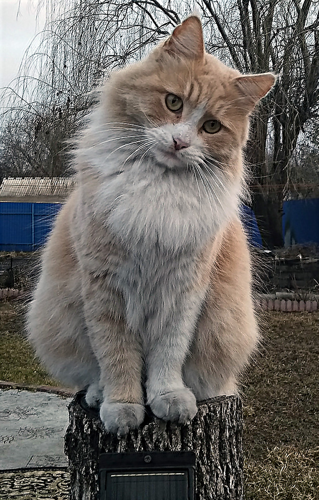 Котовторник Рыжих