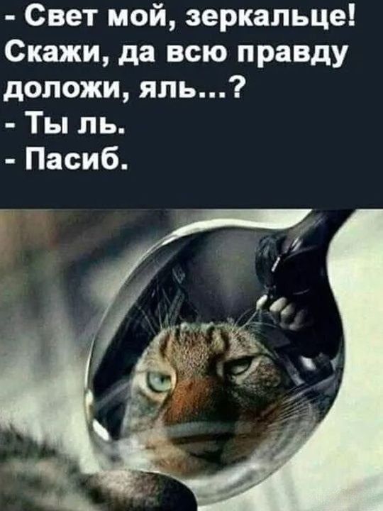 К котовторнику: подборка картинок-баянов с котиками и про котиков. Выпуск 3.