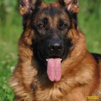 Породы собак для семьи