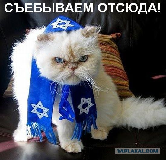 Гитлер, гитлер, кис кис кис!