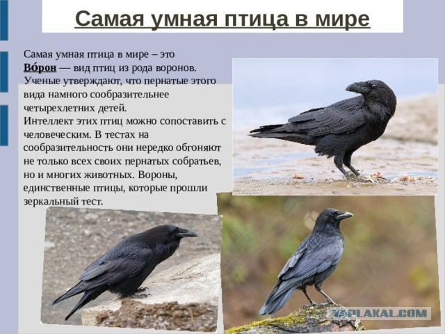 Ворон попросил помощи у человека