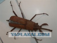 Железный страус