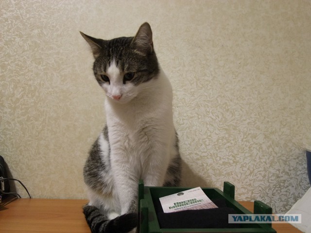 Подарок на 23-е с элементами рукожопства.