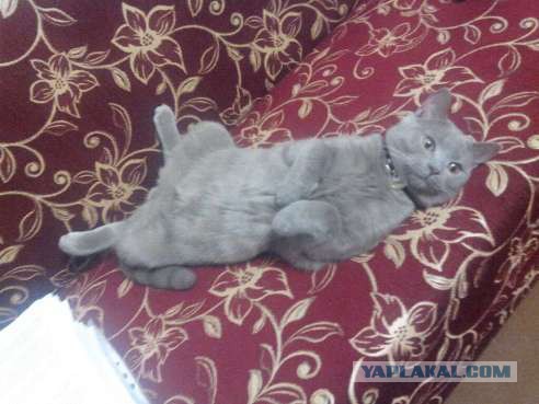 Котовторник 18.03.2014