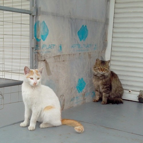 Котовторник 6.05.2014