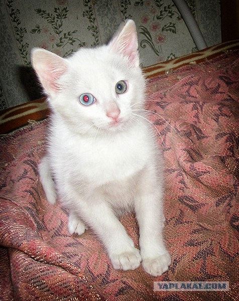 Котовторник 17.06.2014