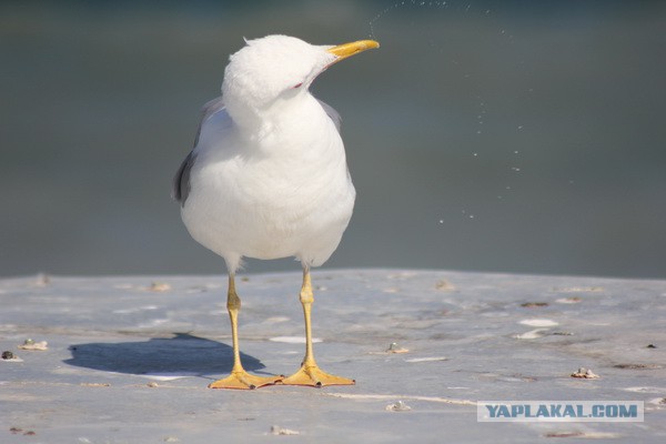 Дорога из Киева и из Москвы в Ялту.