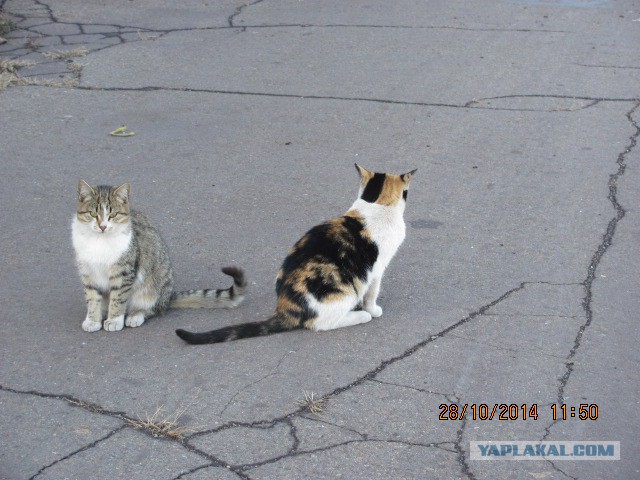 Котовторник 28.10.2014
