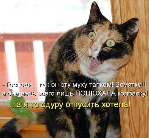 20 самых известных котов в интернете.