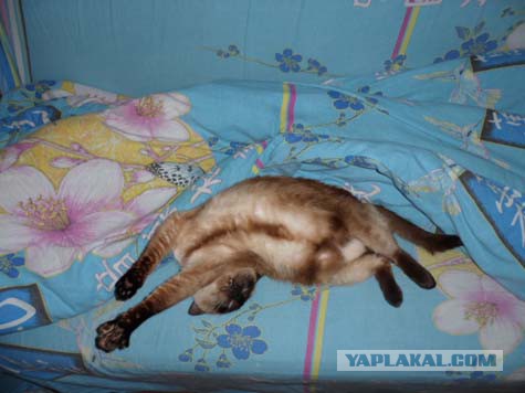Котовторник 27.01.2015