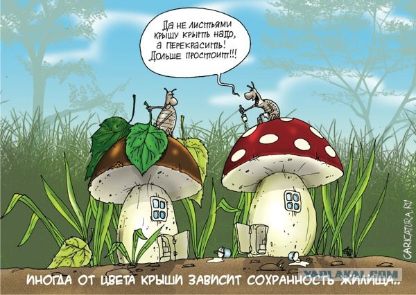 Любимая ГРИБОСРЕДА – опять нас радует всегда!