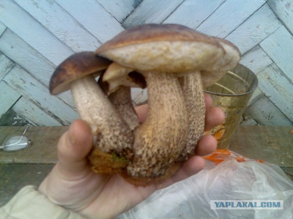 Грибной пост