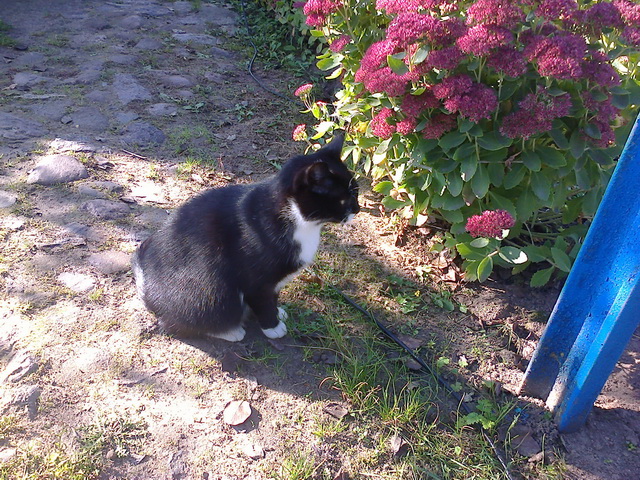Котовторник 09.06.2015