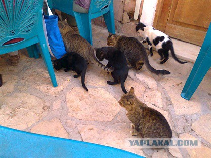 Котовторник