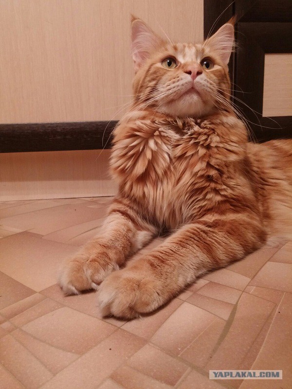 Котовторник 03.11.2015
