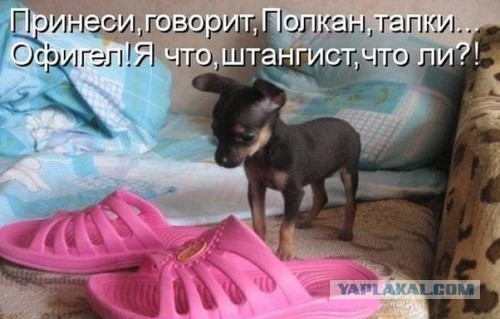 Веселые картинки