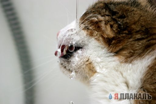 Коты, кошки, котята