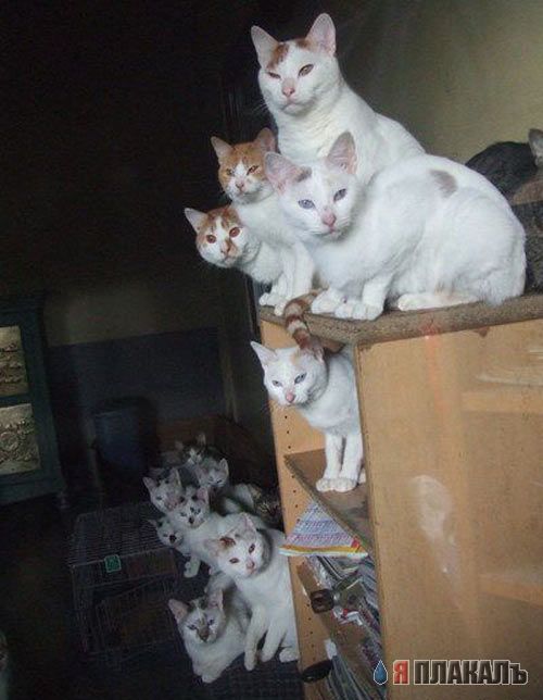 Котомет на вторник!