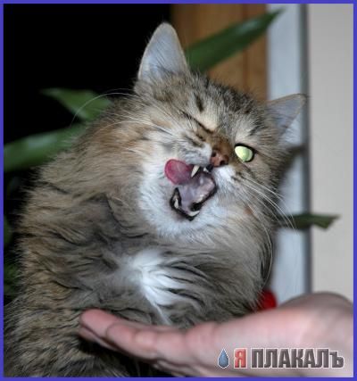 Внимание! У Ликоса пропала совесть!