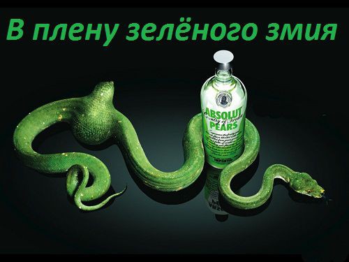Юкка: уход и размножение