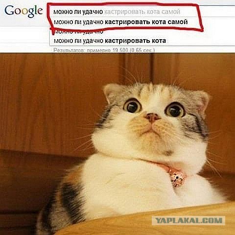 Прикольные животные