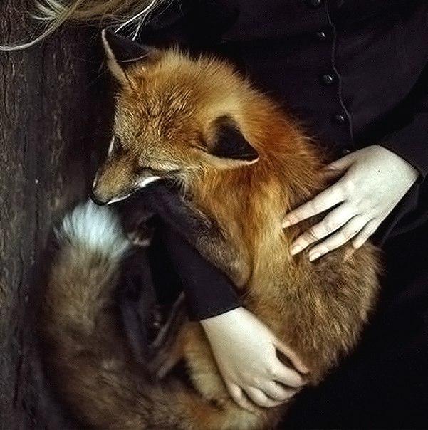 Самые смешные животные