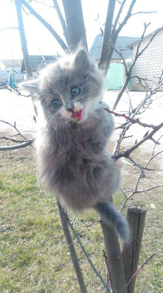 Коты из сети