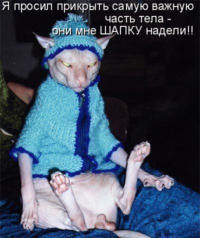 Котовторник 10.01.2017