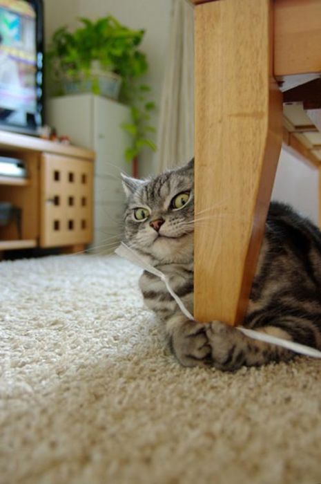 Коты и Кошки