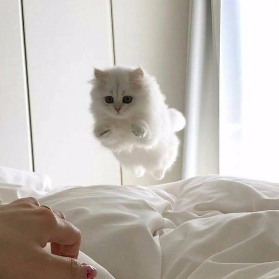 Коты и Кошки