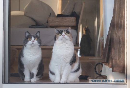 Котовторник 18.07.2017