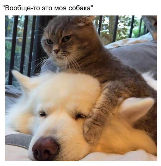 Коты и Кошки