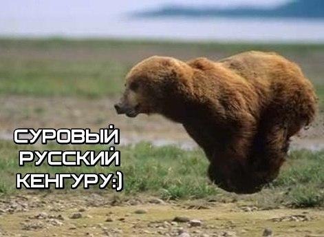 Подборка забавных животных