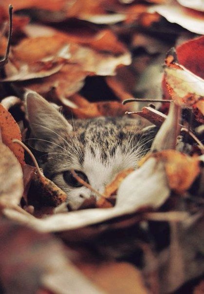 Коты и Кошки